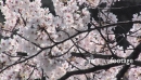 Cherry Blossoms Tree at Chidorigafuji, Japan 2679